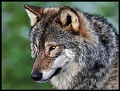 01 Focussed Copyright Villayat Sunkmanitu